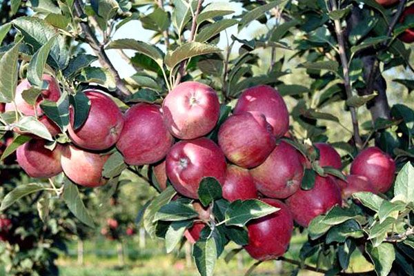 Описание красномякотного сорта яблони Ред Чиф