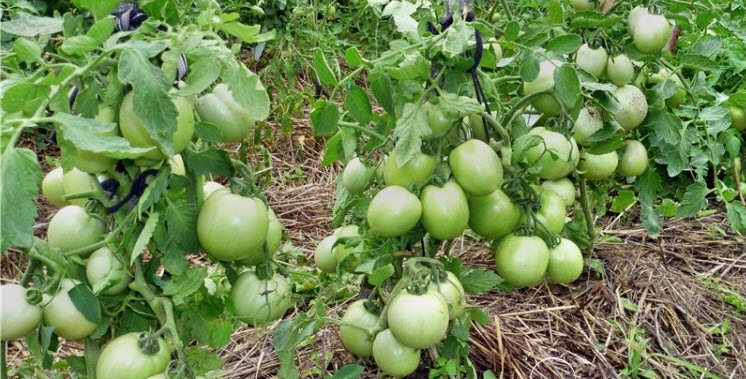 Описание одного из самых вкусных сортов томата — «Столыпин»