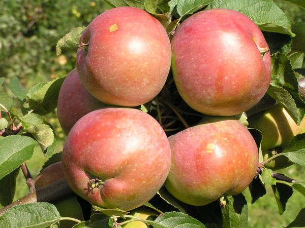 Описание позднезимней яблони Белорусское сладкое