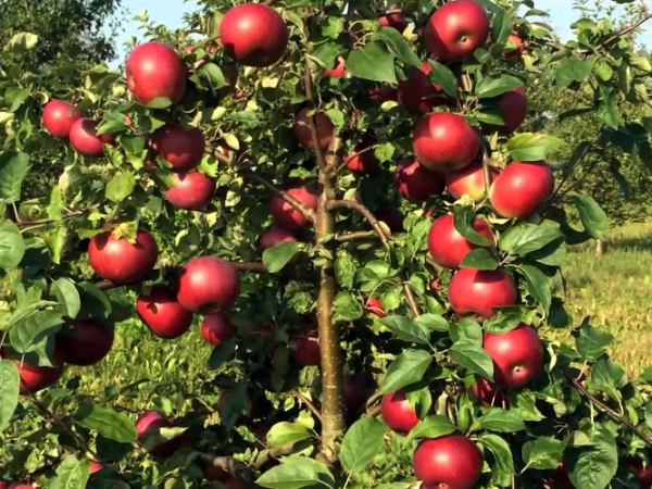Описание позднезимней яблони Белорусское сладкое