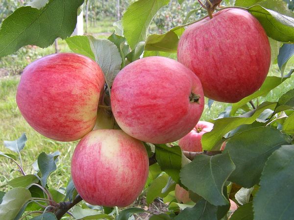 Описание урожайного осеннего сорта яблони Спартак