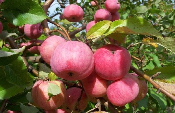Описание урожайного осеннего сорта яблони Спартак