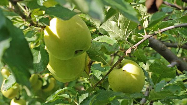 Основные характеристики яблони с изысканным вкусом Мутсу