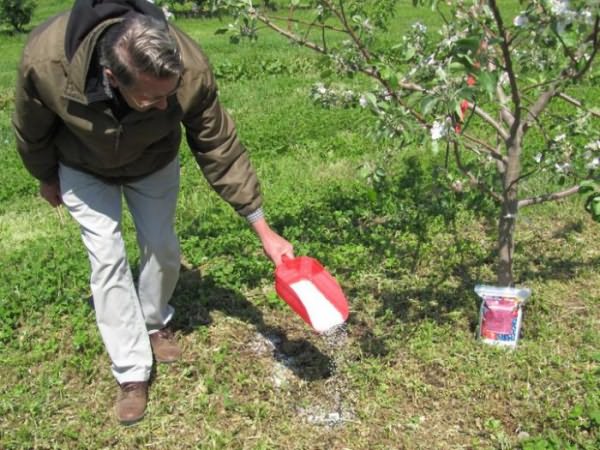 Основные методы борьбы с короедом на яблоне