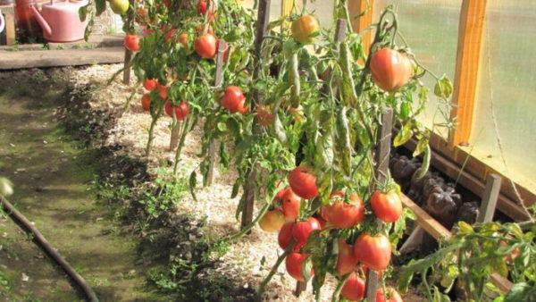 Особенности выращивания томата сибирского скороспелого