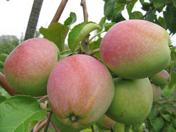 Особенности выращивания зимней яблони Ветеран