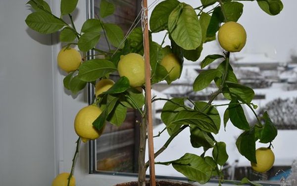 Павловский лимон: особенности ухода в домашних условиях