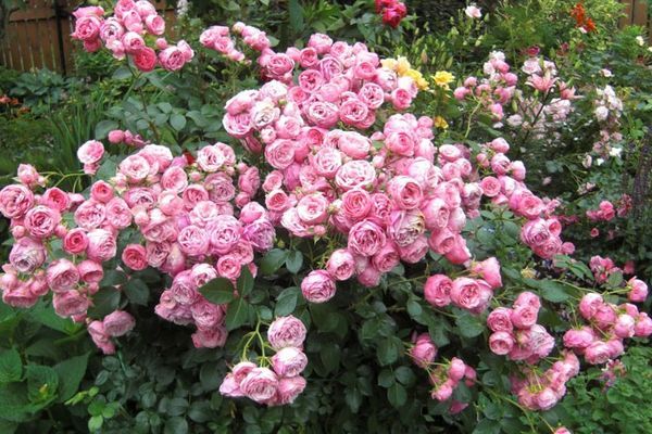 Пионовидные розы: обзор сортов и особенности выращивания