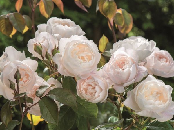 Пионовидные розы: обзор сортов и особенности выращивания