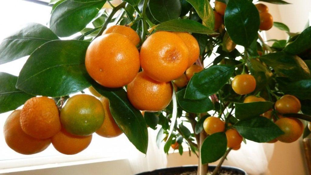 Почему у мандарина желтеют листья