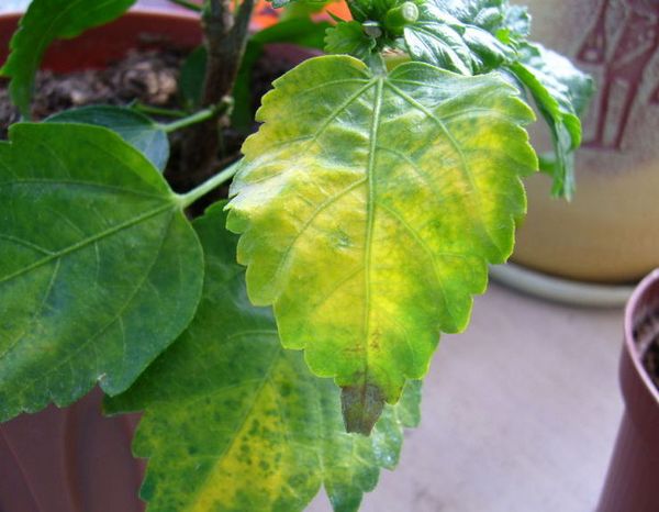 Почему желтеют листья у гибискуса: что делать с растением