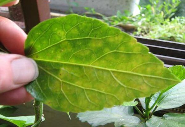 Почему желтеют листья у гибискуса: что делать с растением