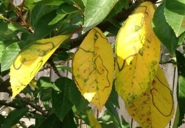 Почему желтеют листья вишни