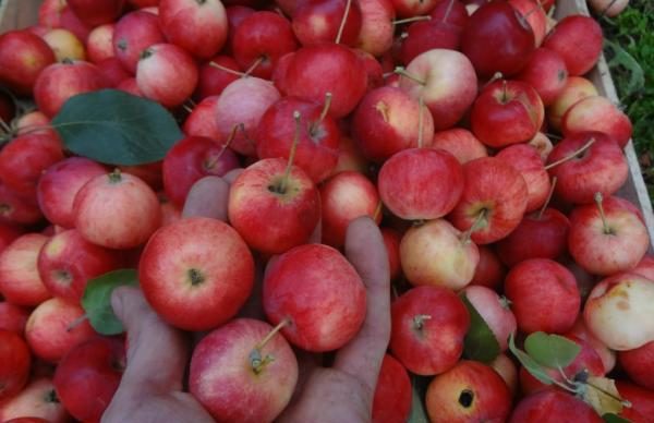 Популярные сорта штамбовых яблонь