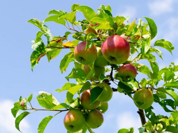 Популярные сорта штамбовых яблонь
