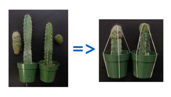 Размножение и прививание кактуса в домашних условиях