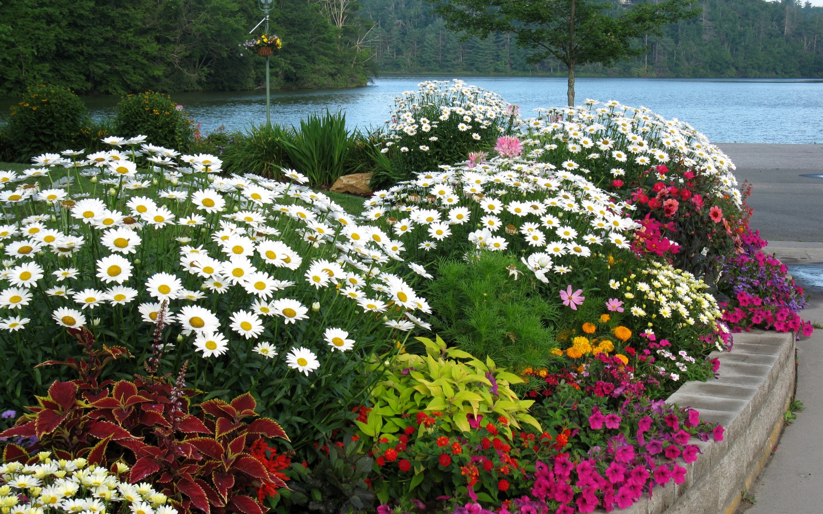Ромашка садовая: описание цветка, виды и сорта с фото + особенности выращивания, посадки и ухода за многолетником