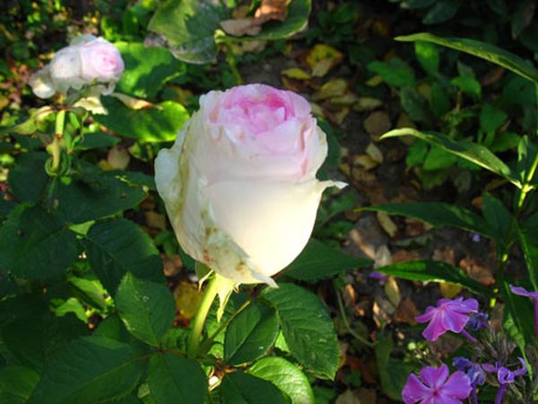 Роза Дольче Вита: плюсы сорта и особенности ухода