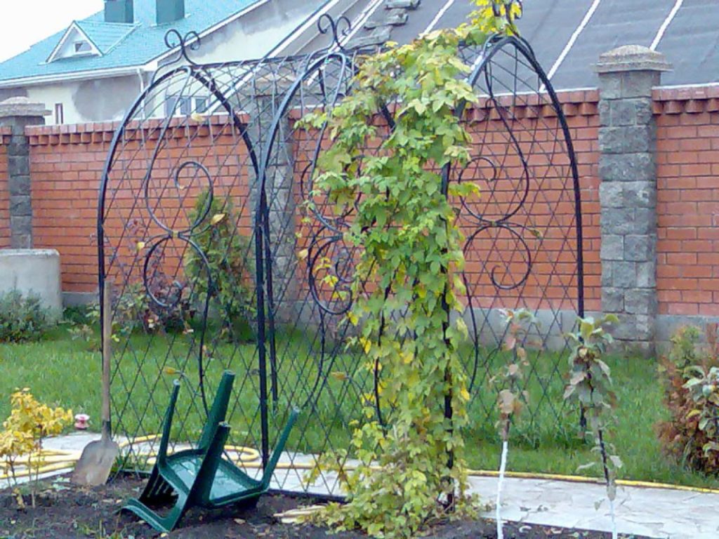 Садовая арка для винограда