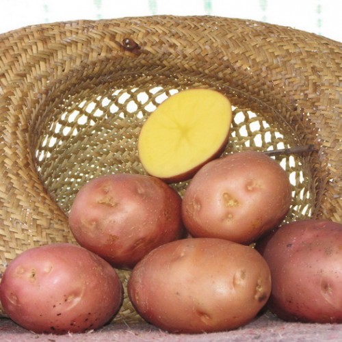 Сорт картофеля Беллароза: фото и описание
