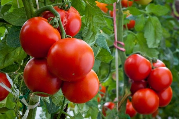Сорт томатов Никола: фото, описание, урожайность, отзывы