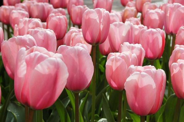 Сорта и виды тюльпанов: описание и характеристика