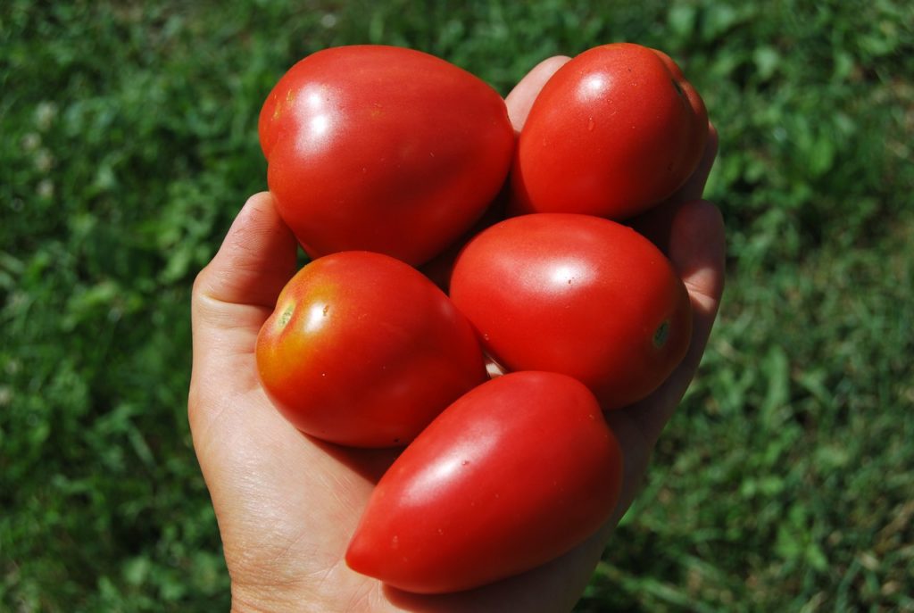 Сорта розовых томатов: выращивание и урожайность