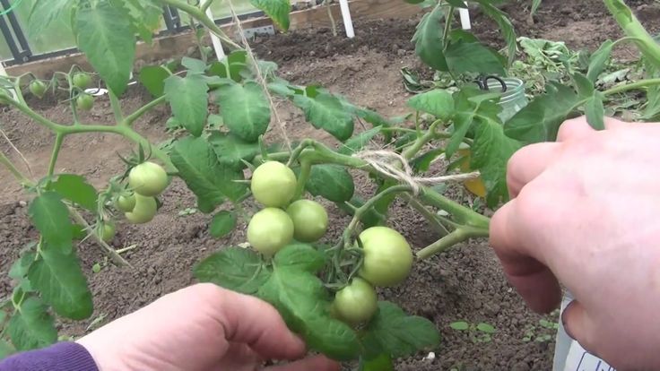 Способы подвязки томатов в грунте и теплице