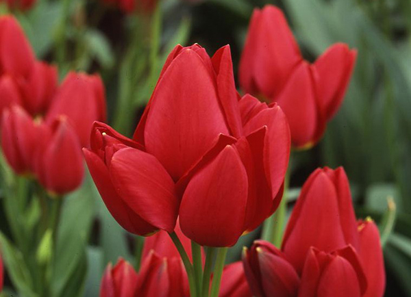 Тюльпан многоцветковый: посадка и уход за сортами