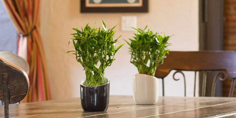 Уход за комнатным бамбуком в домашних условиях, выращивание растения в грунте, воде и гидрогеле + описание и свойства