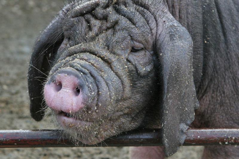Вьетнамские свиньи: содержание, выращивание и уход