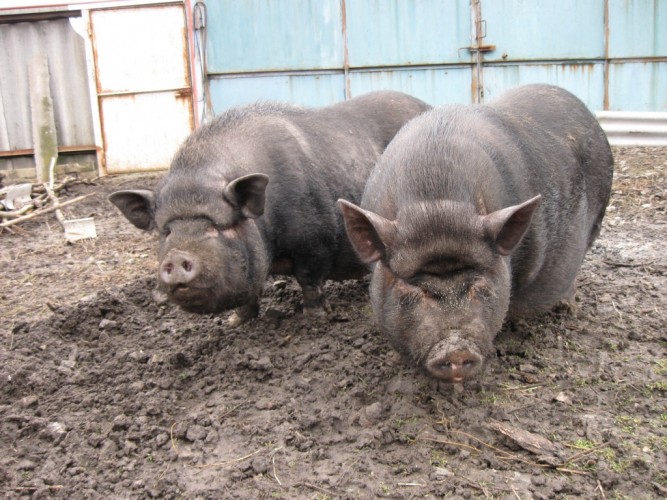 Вьетнамские свиньи: содержание, выращивание и уход