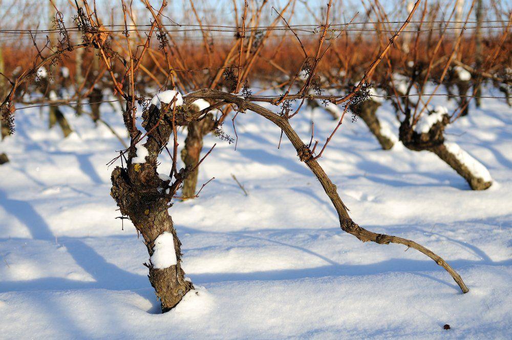 Виноград после заморозков: что делать