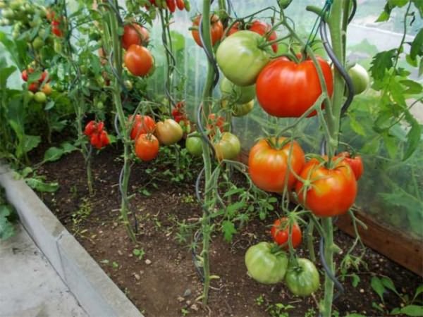 Выращивание томатов в Ленинградской области: основные правила и секреты