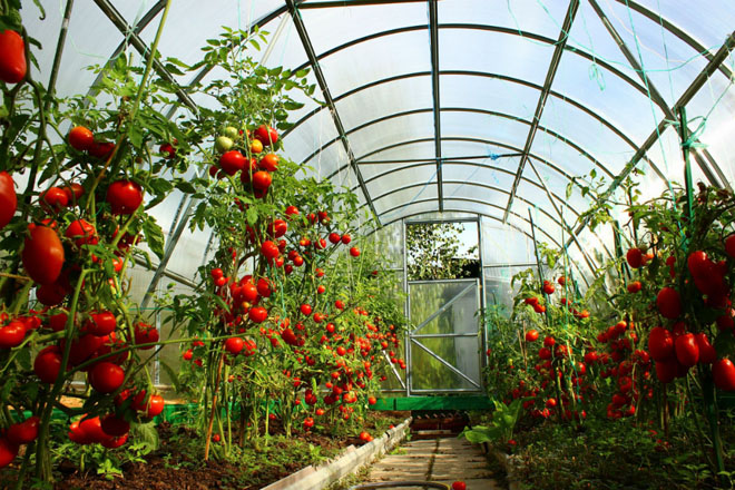 Выращивание высокорослых томатов