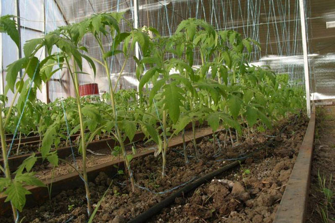 Выращивание высокорослых томатов