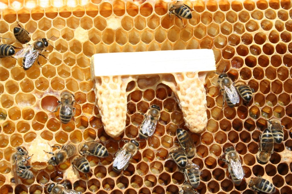 Замена маток в семьях пчел: различные способы