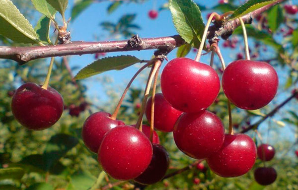 10 лучших сортов вишни для северо-западного региона