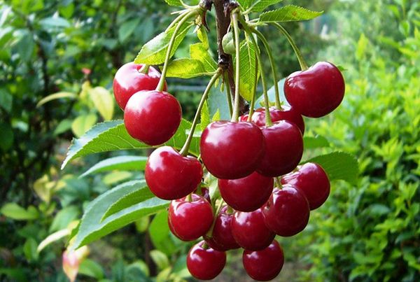 9 самых урожайных сортов карликовой вишни
