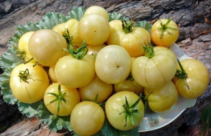 Белые сорта томатов: характеристики