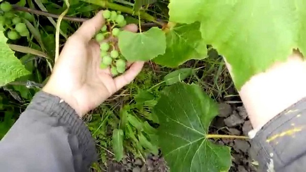 Чем опрыскивать виноград летом от болезней
