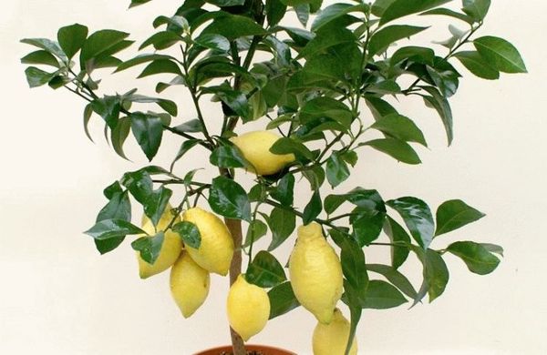 Чем подкормить лимон в домашних условиях: обзор удобрений