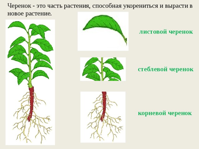 Черенкование растений: принципы и преимущества размножения черенками + традиционные и оригинальные методы пошагово