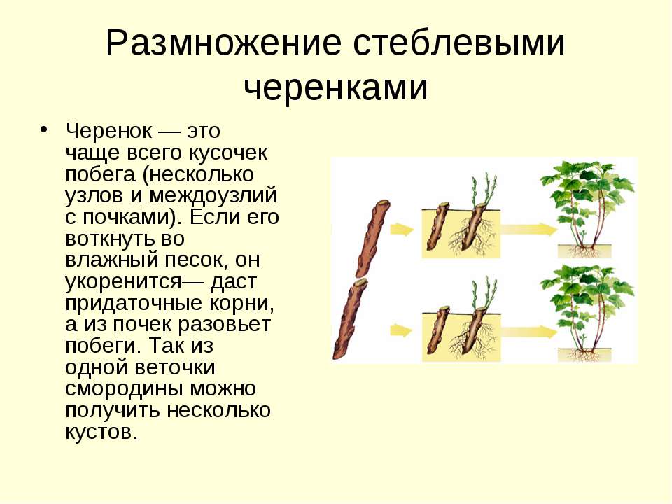 Черенкование растений: принципы и преимущества размножения черенками + традиционные и оригинальные методы пошагово