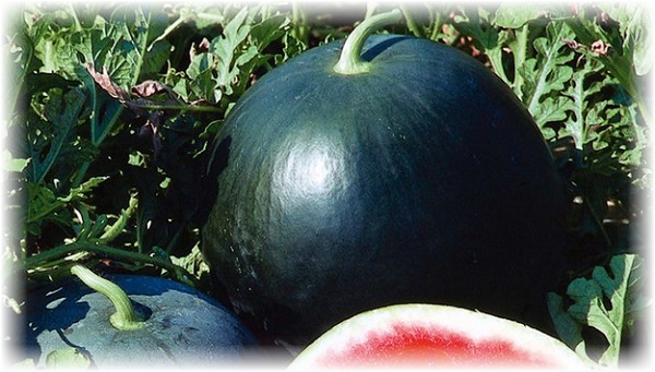 Черные сорта арбузов: фото и описание