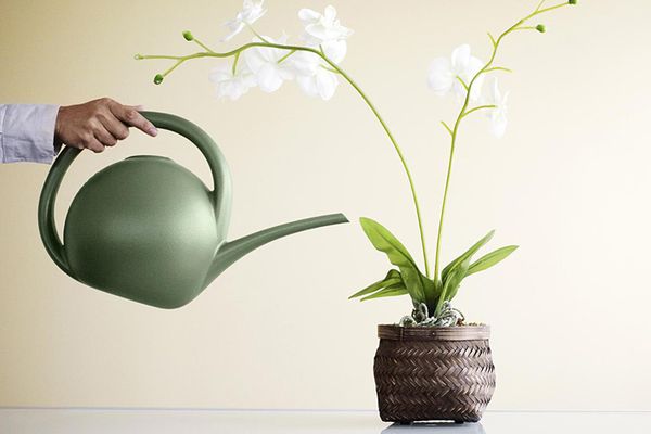Чесночная вода для орхидей: особенности полива