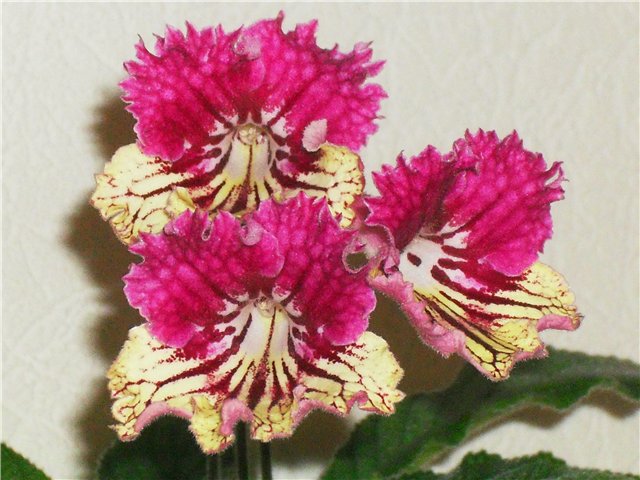 Цветок стрептокарпус: описание, виды и сорта с фото + размножение и выращивание в домашних условиях, болезни и вредители