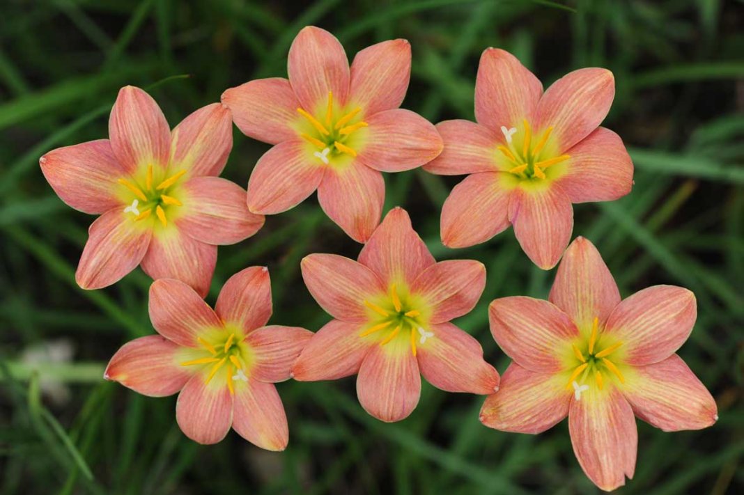 Цветок-выскочка (зефирантес): описание, виды и сорта с фото + размножение и уход за растением в домашних условиях