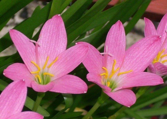 Цветок-выскочка (зефирантес): описание, виды и сорта с фото + размножение и уход за растением в домашних условиях
