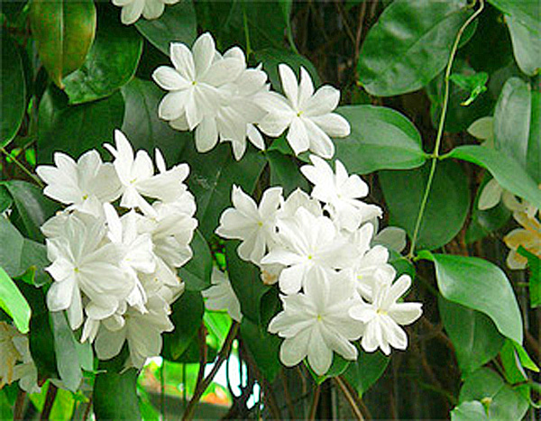 Цветок жасмин: описание и аромат, виды и сорта с фото + особенности выращивания в домашних условиях и открытом грунте